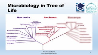 Microbiology in Tree of
Life
Mohamed Abo-Elgheit
mhmd.aboelgheit@gmail.com
6
 