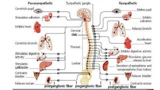 Anatomy of autonomic nervous system PHARMACO.pptx