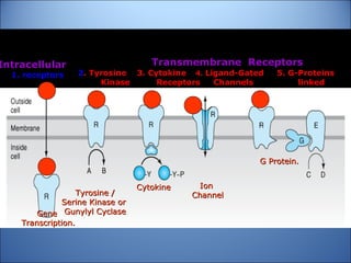 Tyrosine /Tyrosine /
Serine Kinase orSerine Kinase or
Gunylyl CyclaseGunylyl Cyclase
CytokineCytokine
GeneGene
Transcription.Transcription.
IonIon
ChannelChannel
G Protein.G Protein.
IntracellularIntracellular
1. receptors1. receptors
Transmembrane ReceptorsTransmembrane Receptors
22. Tyrosine 3. Cytokine. Tyrosine 3. Cytokine 4.4. Ligand-Gated 5. G-ProteinsLigand-Gated 5. G-Proteins
KinaseKinase ReceptorsReceptors Channels linkedChannels linked
 