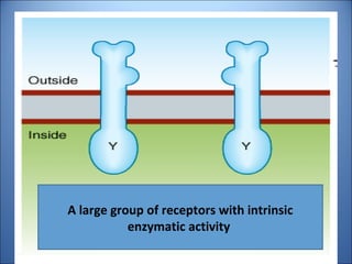 A large group of receptors with intrinsic
enzymatic activity
 