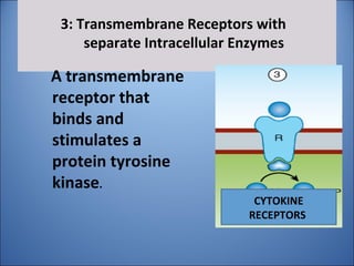 3: Transmembrane Receptors with
separate Intracellular Enzymes
A transmembrane
receptor that
binds and
stimulates a
protein tyrosine
kinase.
CYTOKINE
RECEPTORS
 