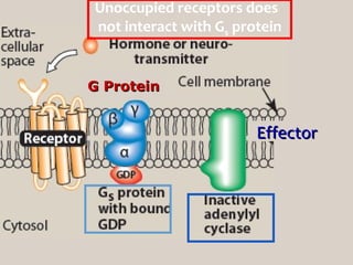 G ProteinG Protein
Unoccupied receptors does
not interact with Gs protein
EffectorEffector
 