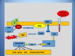 R
A
G q PLC
GDP
GTP
+
PIP 2
DAG IP3
SRCa++
calmaduli
n
CCPK MLCK PKC OTHER EFFECTORS
+
Calcium
channel
PKC
Effec
t
 