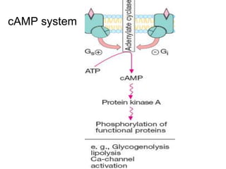 cAMP system
 
