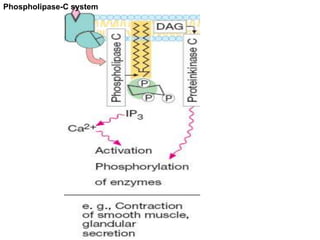 Phospholipase-C system
 