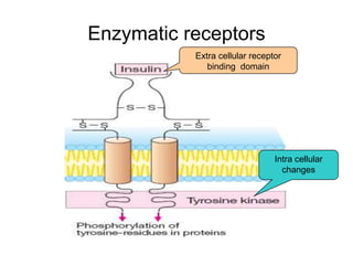 Enzymatic receptors
Extra cellular receptor
binding domain
Intra cellular
changes
 