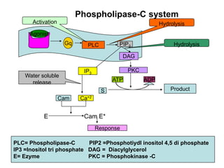 E Cam E*
Gq PLC PIP2
DAG
S
Agonist
HydrolysisActivation
IP3
PKC
ATP ADP
Product
Ca+2Cam
Water soluble
release
Response
Phospholipase-C system
Hydrolysis
PLC= Phospholipase-C PIP2 =Phosphotiydl inositol 4,5 di phosphate
IP3 =Inositol tri phosphate DAG = Diacylglycerol
E= Ezyme PKC = Phosphokinase -C
 