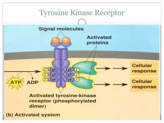 Tyrosine Kinase Receptor
 