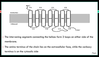  The intervening segments connecting the helices form 3 loops on either side of the
membrane.
 The amino terminus of the chain lies on the extracellular face, while the carboxy
terminus is on the cytosolic side Jegan
 