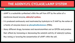 THE ADENYLYL CYCLASE/cAMP SYSTEM
 cAMP is a nucleotide synthesised within the cell from ATP by the action of a
membrane-bound enzyme, adenylyl cyclase.
 It is produced continuously and inactivated by hydrolysis to 5′-AMP by the action of
a family of enzymes known as phosphodiesterases (PDEs).
 Many different drugs, hormones and neurotransmitters act on GPCRs and produce
their effects by increasing or decreasing the catalytic activity of adenylyl cyclase,
thus raising or lowering the concentration of cAMP within the cell.
Jegan
 