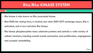 Rho/Rho KINASE SYSTEM
 Rho kinase is also known as Rho associated kinase
 Rho–GDP, the resting form, is inactive, but when GDP–GTP exchange occurs, Rho is
activated, and in turn activates Rho kinase.
 Rho kinase phosphorylates many substrate proteins and controls a wide variety of
cellular functions, including smooth muscle contraction and proliferation, angiogenesis
and synaptic remodelling
Jegan
 