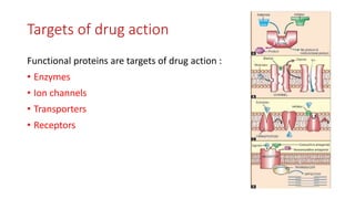 Pharmacodynamics | PPTX