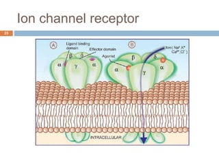 Ion channel receptor
25
 