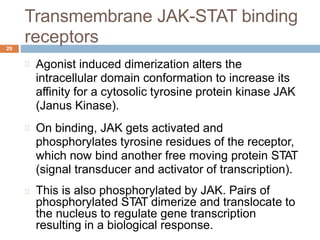 Transmembrane JAK-STAT binding
receptors
29
Agonist induced dimerization alters the
intracellular domain conformation to increase its
affinity for a cytosolic tyrosine protein kinase JAK
(Janus Kinase).
On binding, JAK gets activated and
phosphorylates tyrosine residues of the receptor,
which now bind another free moving protein STAT
(signal transducer and activator of transcription).
This is also phosphorylated by JAK. Pairs of
phosphorylated STAT dimerize and translocate to
the nucleus to regulate gene transcription
resulting in a biological response.
 