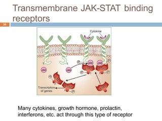 Transmembrane
receptors
JAK-STAT binding
30
Many cytokines, growth hormone, prolactin,
interferons, etc. act through this type of receptor
 