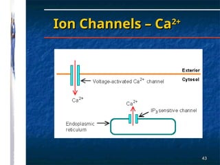 Clinical Pharmacology Pharmacodynamics.ppt