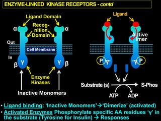 Pharmacodynamics drug receptor interaction | PPTX