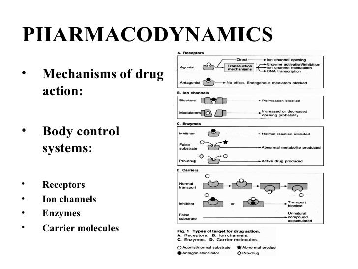 pharmacodynamics