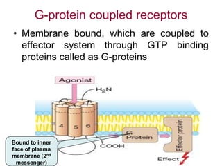 G-protein coupled receptors
• Membrane bound, which are coupled to
effector system through GTP binding
proteins called as G-proteins
Bound to inner
face of plasma
membrane (2nd
messenger)
 