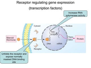Receptor regulating gene expression
(transcription factors)
Unfolds the receptor and
expose normally
masked DNA binding
site
Increase RNA
polymerase activity
 