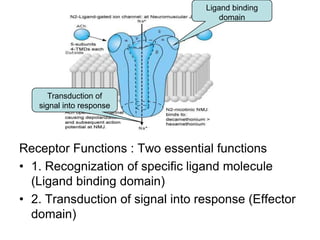 Receptor Functions : Two essential functions
• 1. Recognization of specific ligand molecule
(Ligand binding domain)
• 2. Transduction of signal into response (Effector
domain)
Ligand binding
domain
Transduction of
signal into response
 
