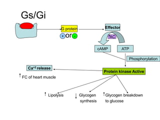 or
FC of heart muscle
Lipolysis Glycogen Glycogen breakdown
synthesis to glucose
G protein
+ -
Effector
AC
cAMP ATP
Protein kinase Active
Ca+2 release
Phosphorylation
Gs/Gi
 