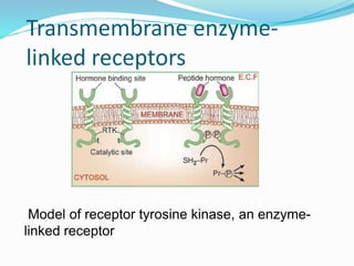 Transmembrane enzyme-
linked receptors
Model of receptor tyrosine kinase, an enzyme-
linked receptor
28
 