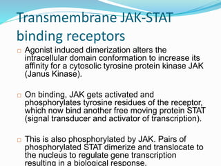 Transmembrane JAK-STAT
binding receptors
 Agonist induced dimerization alters the
intracellular domain conformation to increase its
affinity for a cytosolic tyrosine protein kinase JAK
(Janus Kinase).
 On binding, JAK gets activated and
phosphorylates tyrosine residues of the receptor,
which now bind another free moving protein STAT
(signal transducer and activator of transcription).
 This is also phosphorylated by JAK. Pairs of
phosphorylated STAT dimerize and translocate to
the nucleus to regulate gene transcription
resulting in a biological response.
29
 
