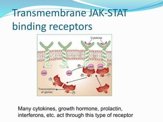 Transmembrane JAK-STAT
binding receptors
Many cytokines, growth hormone, prolactin,
interferons, etc. act through this type of receptor
30
 