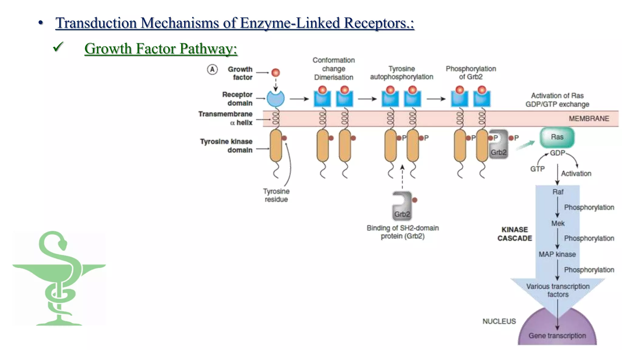 Pharmacodynamics, mechanism of drug action | PPTX