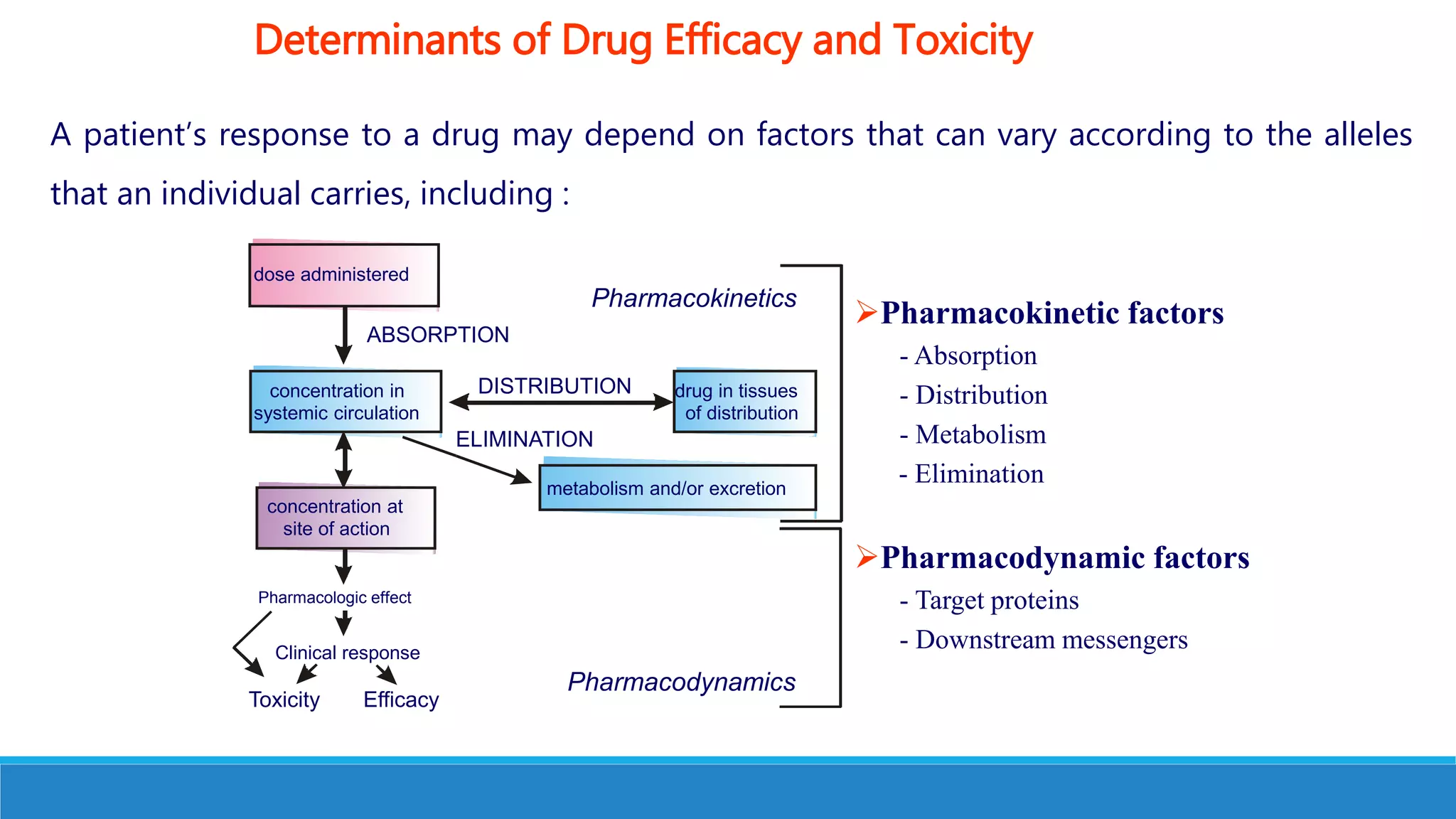 Pharmacologic effect
Clinical response
Toxicity Efficacy
DISTRIBUTION
ABSORPTION
ELIMINATION
Pharmacokinetics
Pharmacodynamics
dose administered
drug in tissues
of distribution
concentration in
systemic circulation
concentration at
site of action
metabolism and/or excretion
Pharmacokinetic factors
- Absorption
- Distribution
- Metabolism
- Elimination
Pharmacodynamic factors
- Target proteins
- Downstream messengers
Determinants of Drug Efficacy and Toxicity
A patient’s response to a drug may depend on factors that can vary according to the alleles
that an individual carries, including :
 