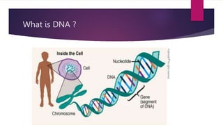 What is DNA ?
 