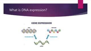 What is DNA expression?
 
