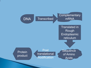 ‘
DNA Transcribed
Complementary
mRNA
Translated in
Rough
Endoplasmic
reticulum
Sequence
of Amino
Acids
Post
translational
modification
Protein
product
 