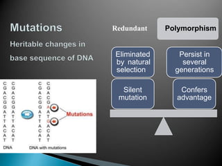 Redundant Polymorphism
Confers
advantage
Persist in
several
generations
Silent
mutation
Eliminated
by natural
selection
 