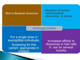 Bind to Bacterial ribosomes
For a single dose in
susceptible individuals.
Screening for this
variant appropriate in
children
Increased affinity to
ribosomes in hair cells
in ear for several
months
Aminoglycosides
 