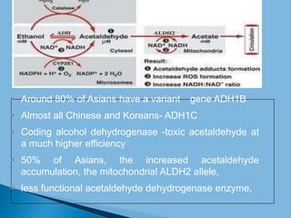  Around 80% of Asians have a variant gene ADH1B
 Almost all Chinese and Koreans- ADH1C
 Coding alcohol dehydrogenase -toxic acetaldehyde at
a much higher efficiency
 50% of Asians, the increased acetaldehyde
accumulation, the mitochondrial ALDH2 allele,
 less functional acetaldehyde dehydrogenase enzyme,
 