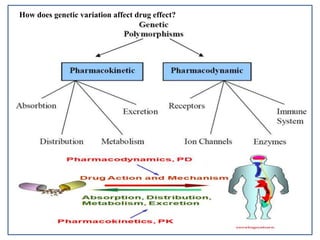 How does genetic variation affect drug effect?
 