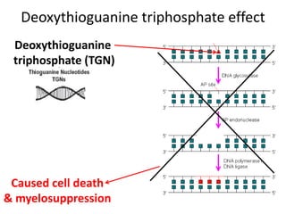Deoxythioguanine triphosphate effect
Deoxythioguanine
triphosphate (TGN)
Caused cell death
& myelosuppression
 