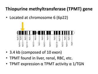 Thiopurine methyltransferase (TPMT) gene
• Located at chromosome 6 (6p22)
• 3.4 kb (composed of 10 exon)
• TPMT found in liver, renal, RBC, etc.
• TPMT expression α TPMT activity α 1/TGN
 