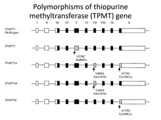 Polymorphisms of thiopurine
methyltransferase (TPMT) gene
 