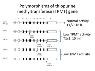 Polymorphisms of thiopurine
methyltransferase (TPMT) gene
Normal actvity
T1/2: 18 h
Low TPMT activity
T1/2: 15 min
Low TPMT activity
 
