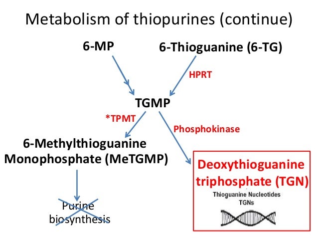 6 Mp Mercaptopurine Side Effects