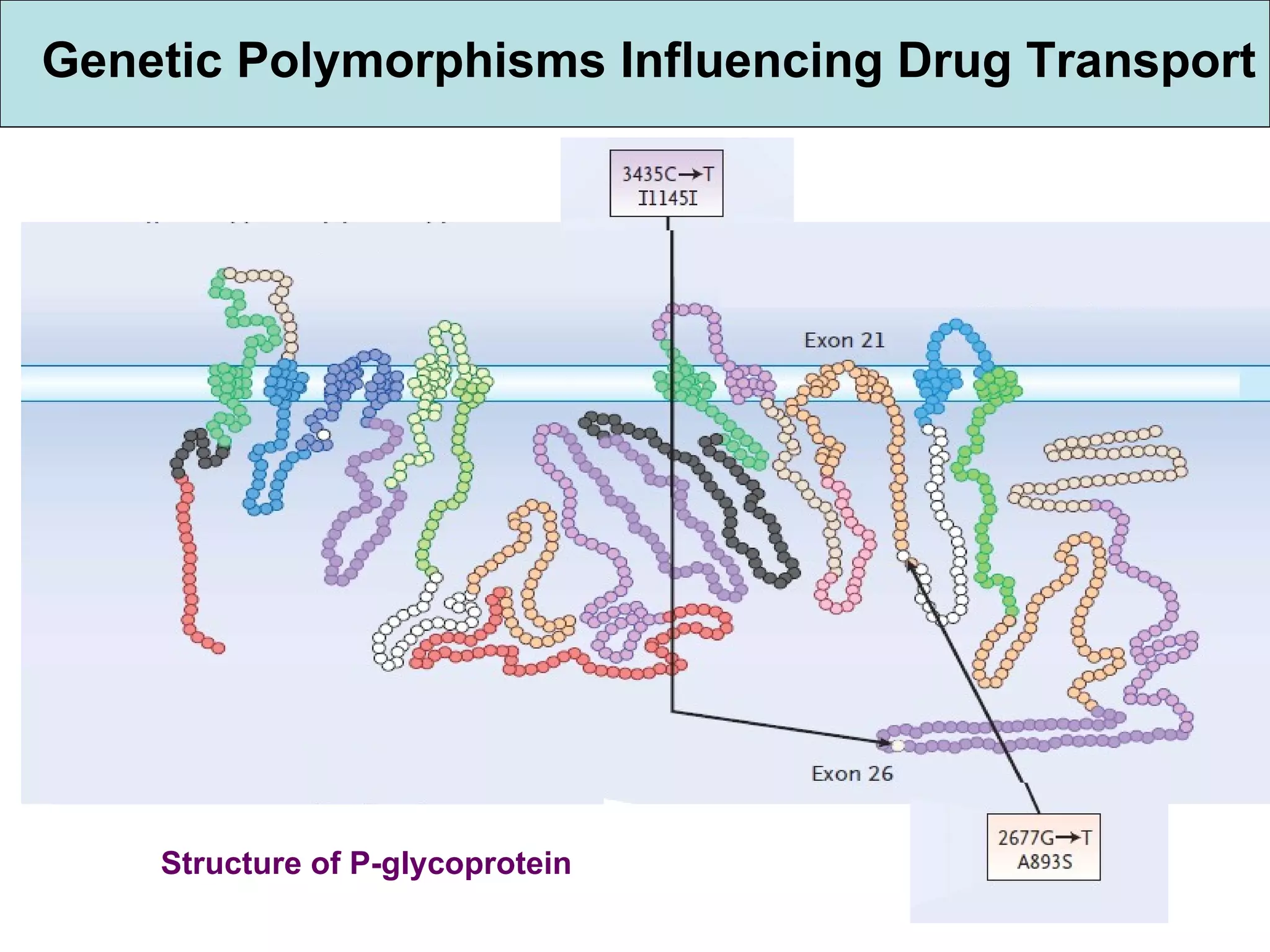 Genetic Polymorphisms Influencing Drug Transport Structure of P-glycoprotein 