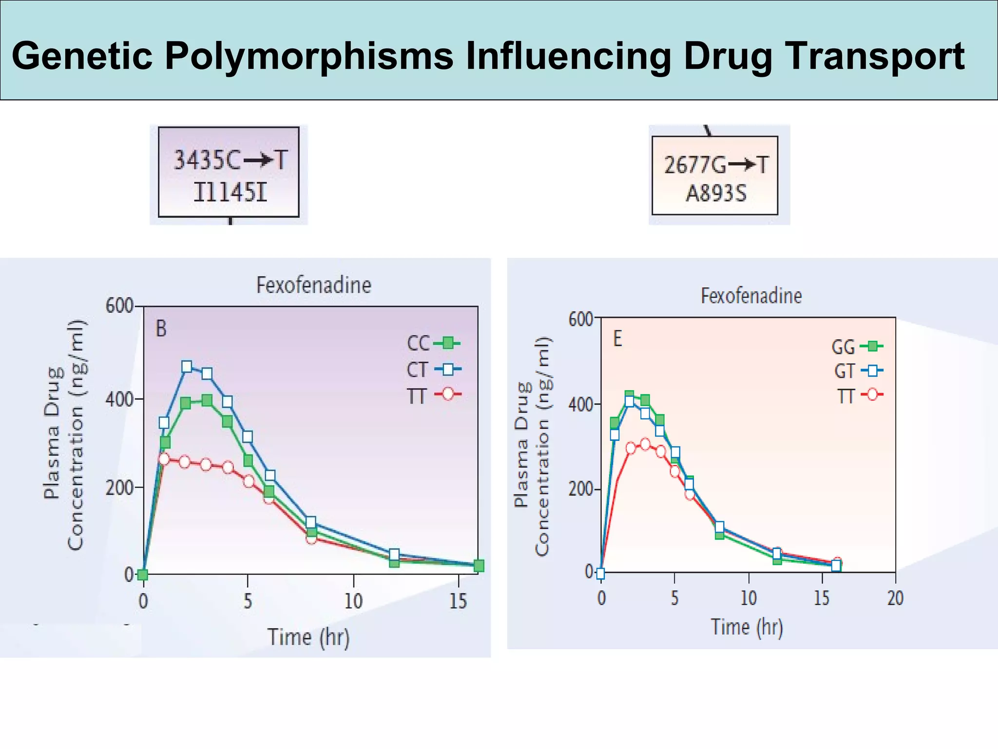 Genetic Polymorphisms Influencing Drug Transport 