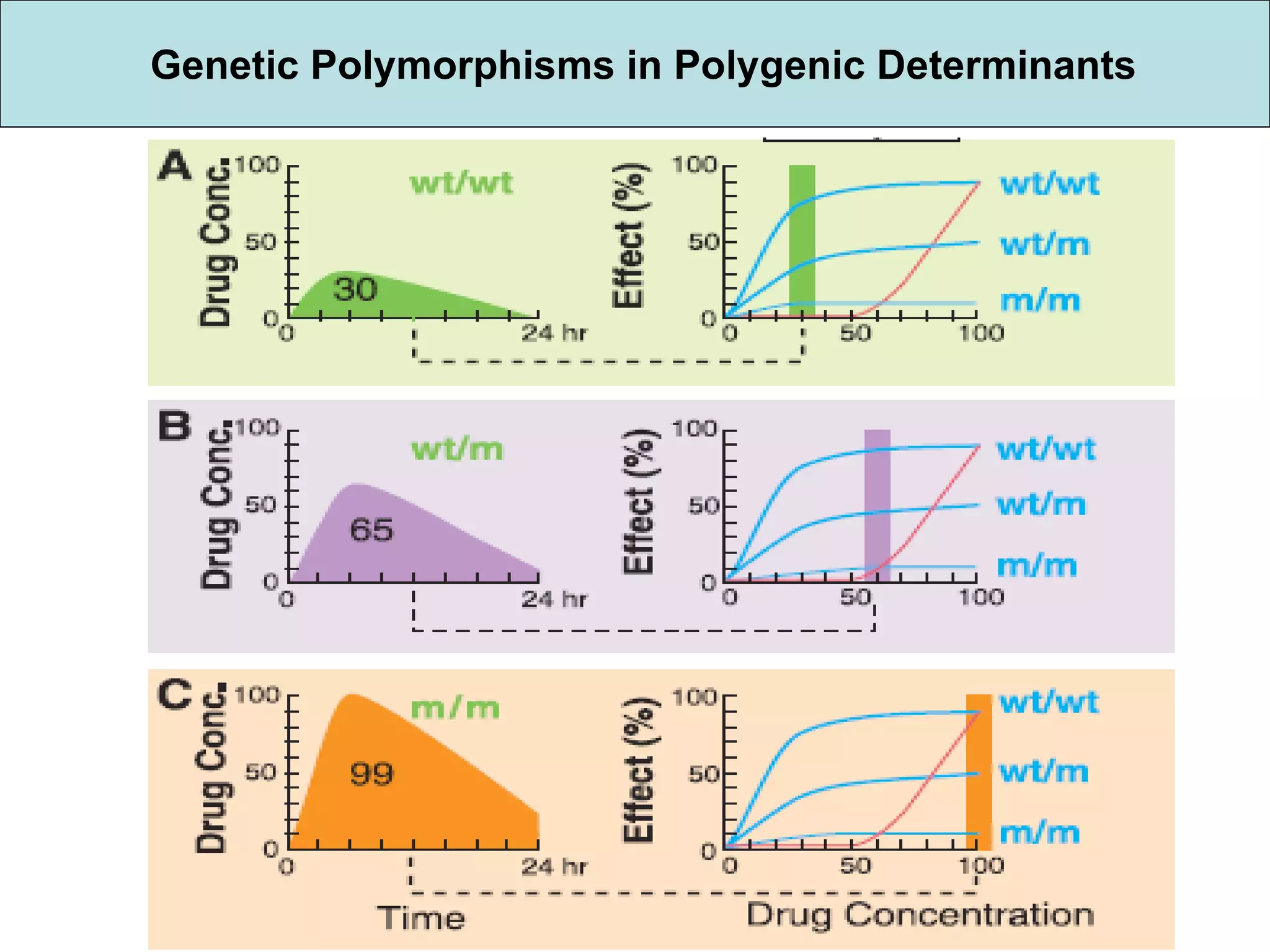 Genetic Polymorphisms in Polygenic Determinants 