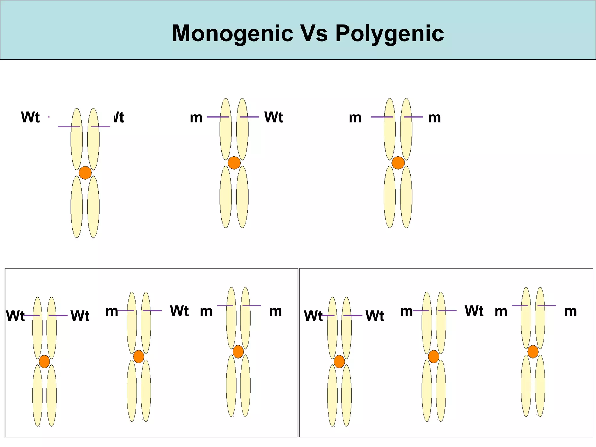 Monogenic Vs Polygenic Wt Wt Wt m m m Wt Wt Wt m m m Wt Wt m m m Wt 