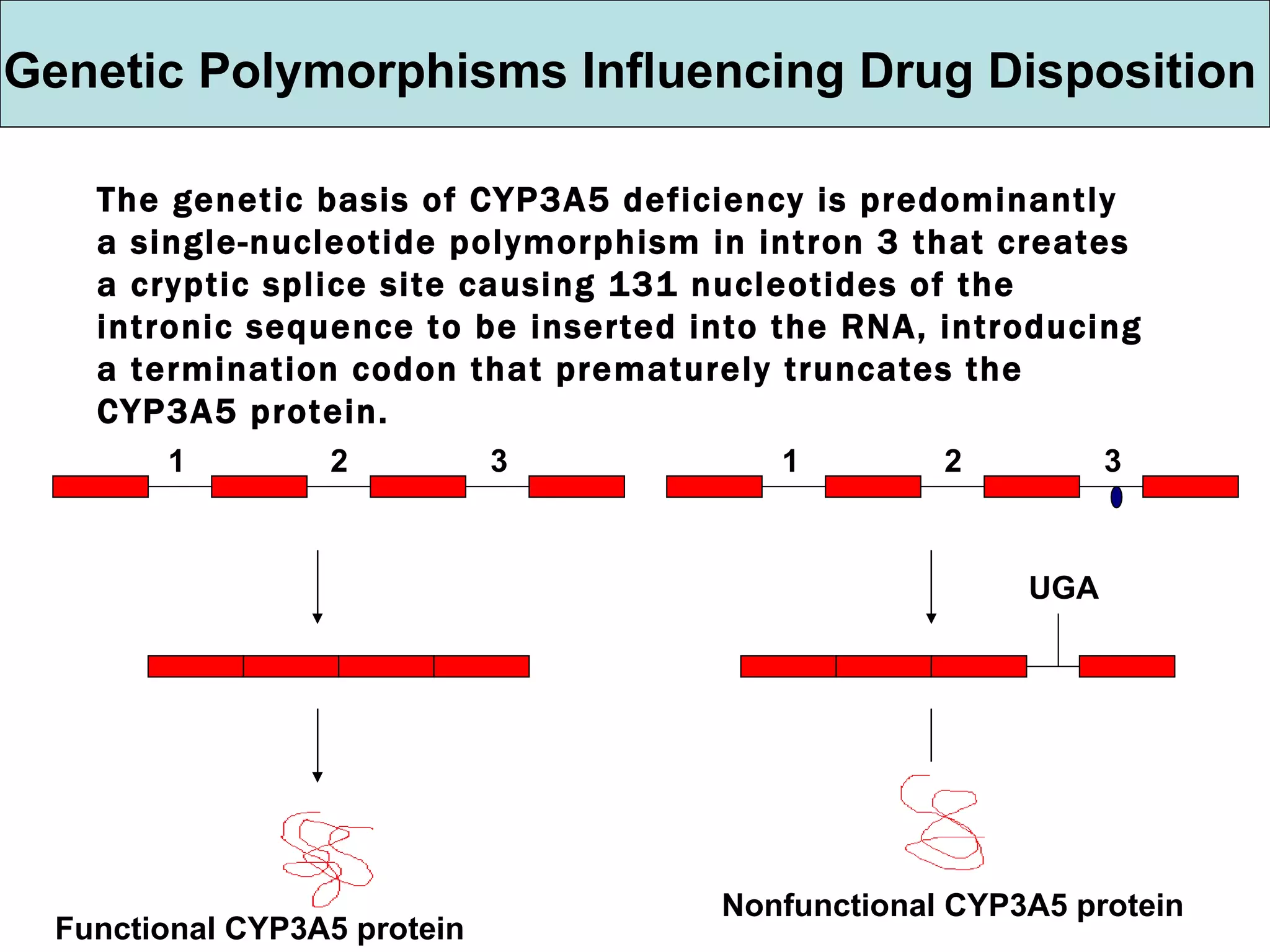 The genetic basis of CYP3A5 deficiency is predominantly a single-nucleotide polymorphism in intron 3 that creates a cryptic splice site causing 131 nucleotides of the intronic sequence to be inserted into the RNA, introducing a termination codon that prematurely truncates the CYP3A5 protein. Genetic Polymorphisms Influencing Drug Disposition 1   2  3 Functional CYP3A5 protein 1   2  3 UGA Nonfunctional CYP3A5 protein 