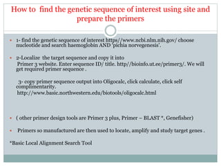 How to find the genetic sequence of interest using site and
prepare the primers
 1- find the genetic sequence of interest https//www.ncbi.nlm.nih.gov/ choose
nucleotide and search haemoglobin AND ‘pichia norvegenesis’.
 2-Localize the target sequence and copy it into
Primer 3 website. Enter sequence ID/ title. http//bioinfo.ut.ee/primer3/. We will
get required primer sequence .
3- copy primer sequence output into Oligocalc, click calculate, click self
complimentarity.
http://www.basic.northwestern.edu/biotools/oligocalc.html
 ( other primer design tools are Primer 3 plus, Primer – BLAST *, Genefisher)
 Primers so manufactured are then used to locate, amplify and study target genes .
*Basic Local Alignment Search Tool
 