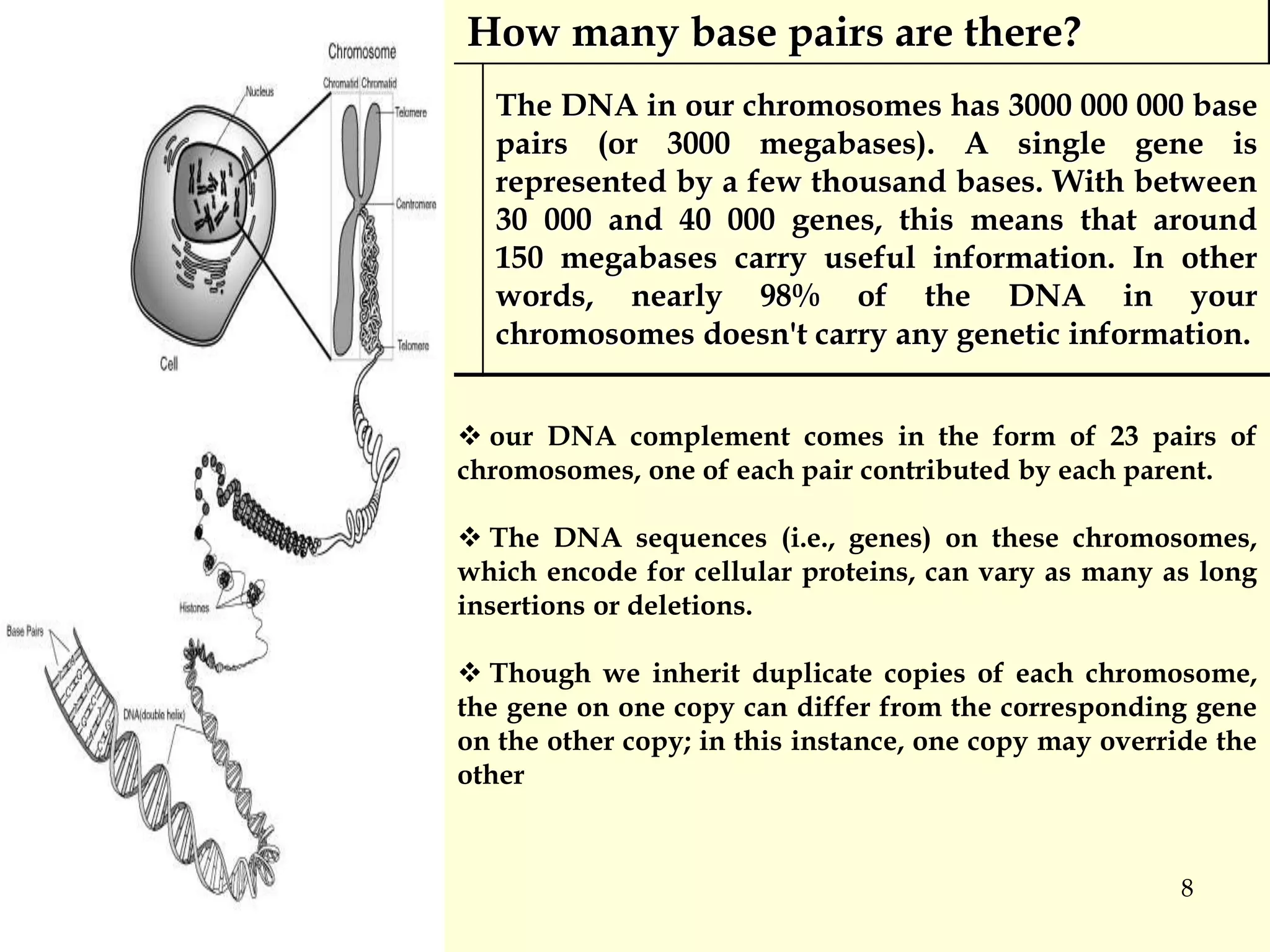 8
How many base pairs are there?
The DNA in our chromosomes has 3000 000 000 base
pairs (or 3000 megabases). A single gene is
represented by a few thousand bases. With between
30 000 and 40 000 genes, this means that around
150 megabases carry useful information. In other
words, nearly 98% of the DNA in your
chromosomes doesn't carry any genetic information.
 our DNA complement comes in the form of 23 pairs of
chromosomes, one of each pair contributed by each parent.
 The DNA sequences (i.e., genes) on these chromosomes,
which encode for cellular proteins, can vary as many as long
insertions or deletions.
 Though we inherit duplicate copies of each chromosome,
the gene on one copy can differ from the corresponding gene
on the other copy; in this instance, one copy may override the
other
 